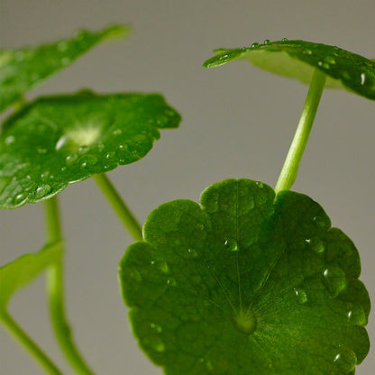 Purito Wonder Releaf Centella Serum Unscented 60ml official product gallery image 8